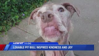 Lovable Pit Bull Inspired Kindness And Joy