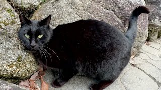 黒猫が庭園をパトロールをしているとライバル猫に遭遇