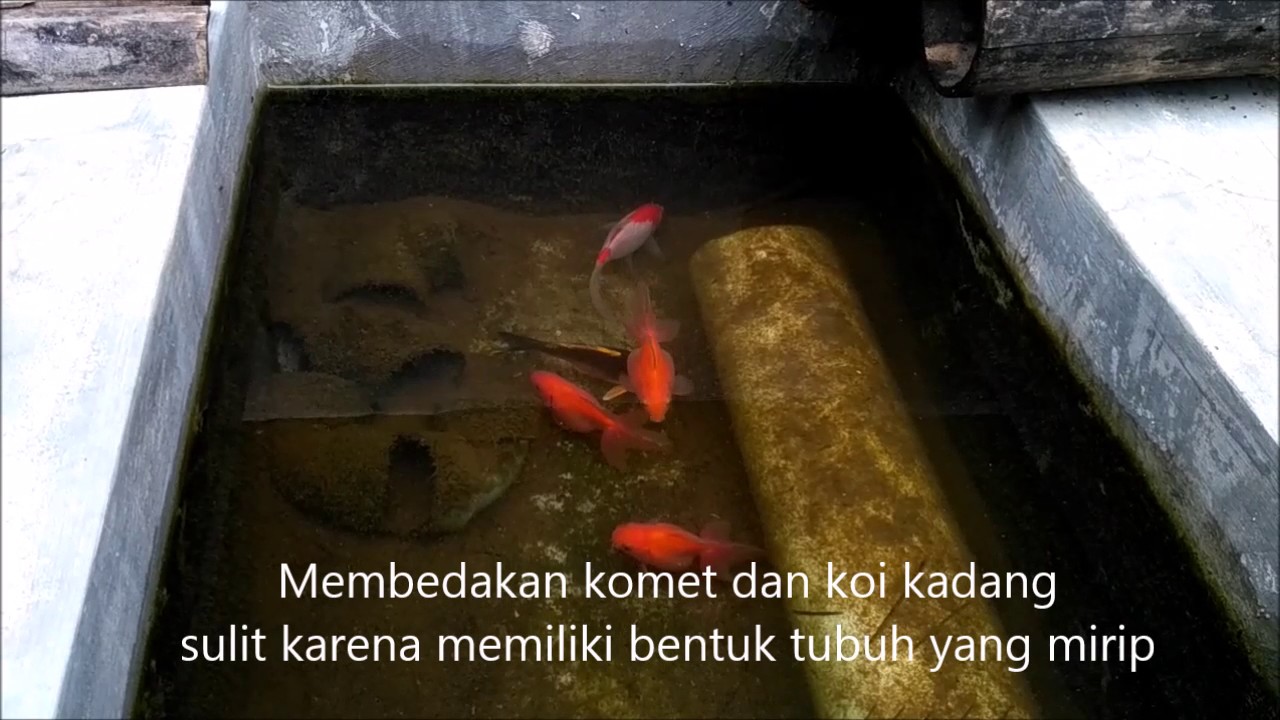 Perbedaan Ikan Mas Koki, Komet, dan Koi - YouTube