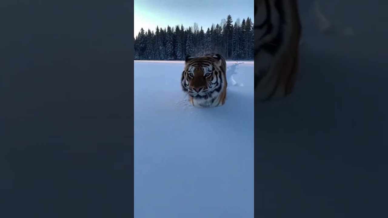 The tiger runs in the snow-capped mountains. 
