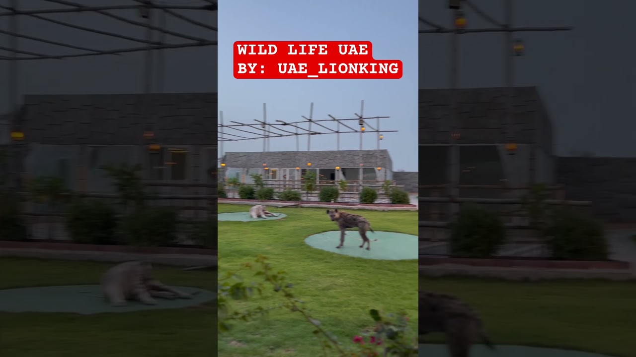 Wild Life UAE | ZOO | WILD ANIMALS | Tourist Spot | RAS AL KHAIMAH 