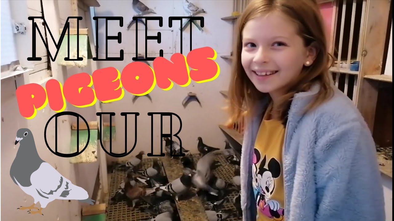 How I feed my uncle's pigeons 2020 