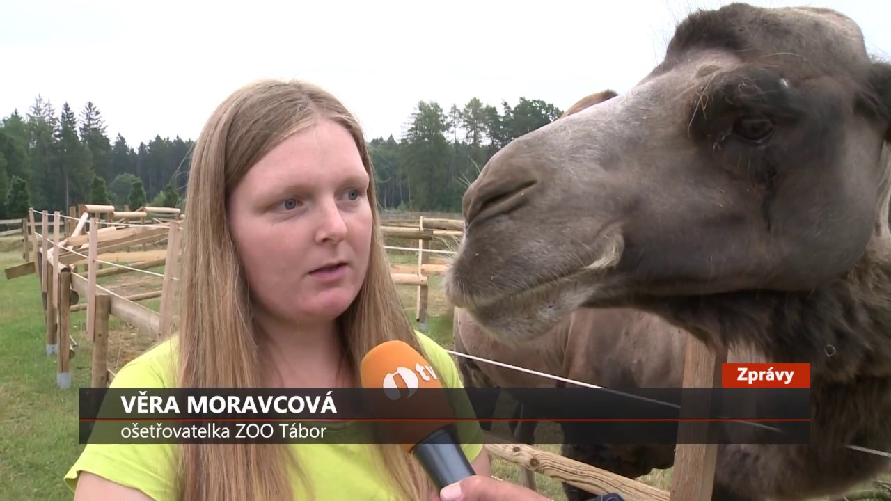 Velbloudice Frieda udělá pro kus žvance ledacos