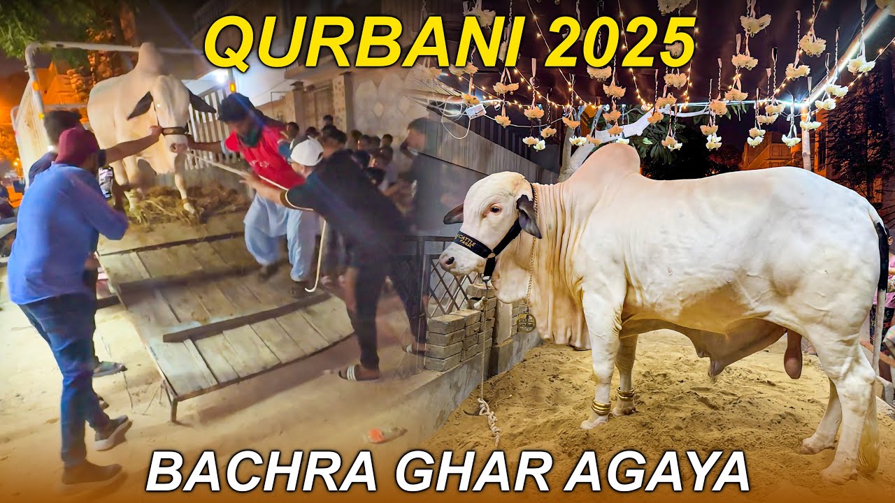 Hamara Qurbani 2026 Ka Bachra Ghar Agaya, Bachon Ne Puri Gali Jam Kardi !! 😍