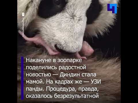 УЗИ для Диндин: Московский зоопарк поделился кадрами с ветеринарного осмотра панды