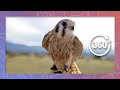 American Kestrel Education with Nature&#39;s Educators | Wildlife in 360 VR