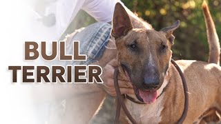 BULL TERRIER