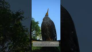 221: Wildlife Photo Chat Teaser  #wildlifephotography #birds #podcast