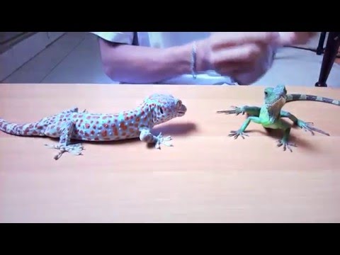 Video Tắc kè ham ăn và bạn kỳ tôm với gương mặt thần thái ????... - youtube