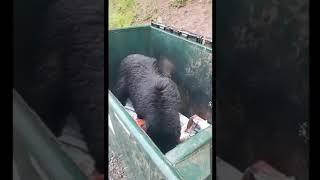 Bear in dumpster