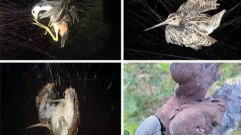 Tổng hợp các mẫu lưới Bẫy Chim Đêm? Anh em tham khảo