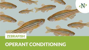 Operant Conditioning for Adult Zebrafish | Noldus Innovations