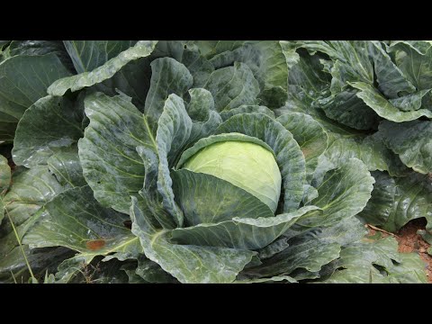 Video: Repollo temprano: variedades, características de cultivo