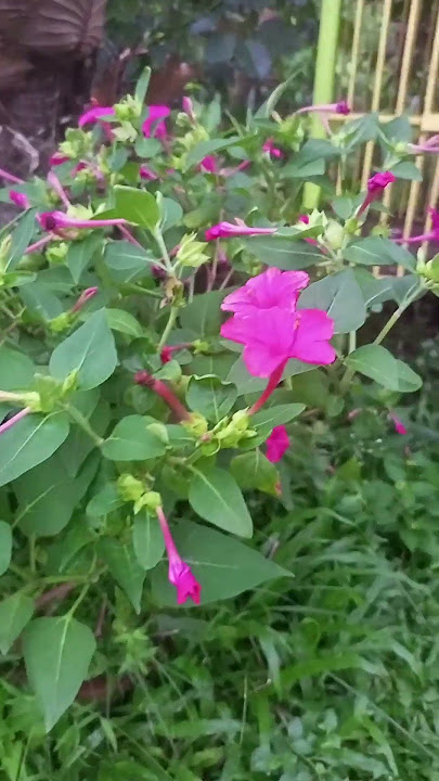 Mirabilis jalapa or alas kwatro plants #clock #plants #gorgeous