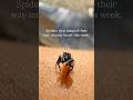 Keep an eye out for these friendly lil guys when it gets warmer #spider #nature #cute