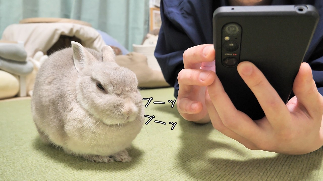 隣にいるのにナデナデせずスマホばっかりいじってたらブーブー文句言い出したうさぎさん