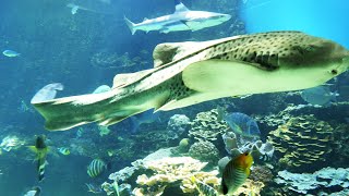 Amazing colorful fish, corals, sharks, octopus & jelly fish. With relaxing music to relieve stress.