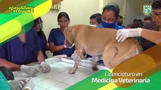 Estudia Medicina Veterinaria