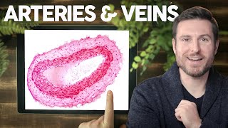 Blood Vessel Histology Explained for Beginners | Corporis