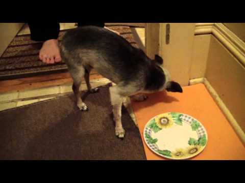 Video: Why Does The Dog Lose Coordination?