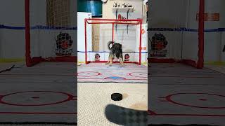 Intense Dog Focus On Hockey Puck