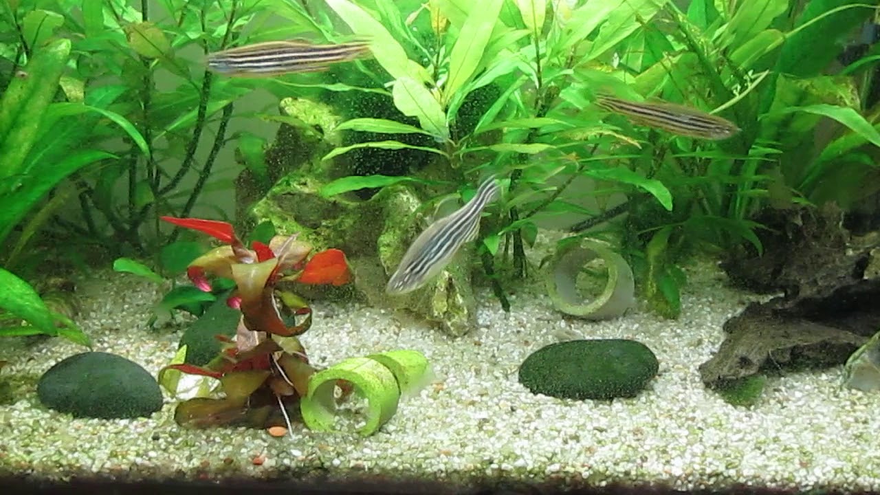 Youtube Fische Youtube Fische