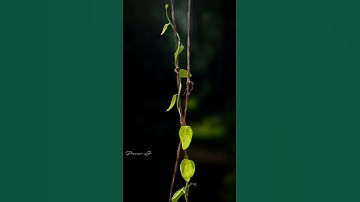 Before 🎭 After #nature #photography #india #edit #youtube #shorts #short #reels #like #subscribe