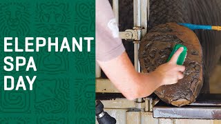 Giving our ELEPHANTS a Pedicure