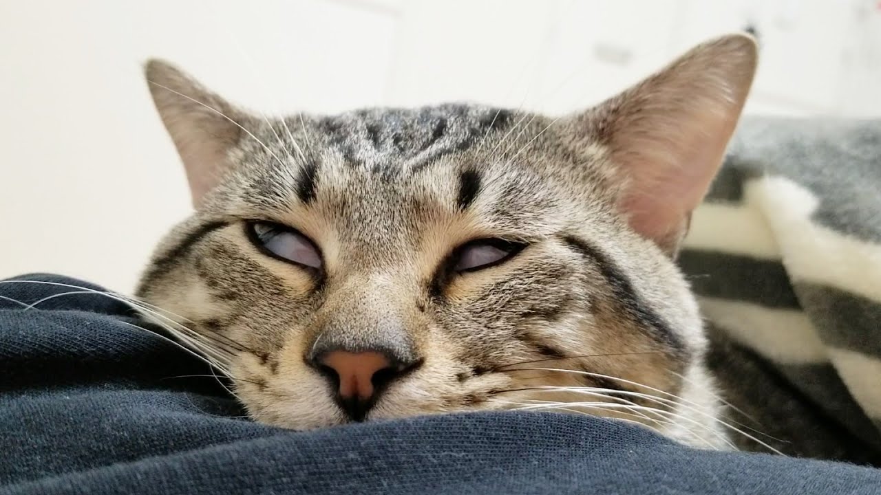 うちの猫の目がうつろでなんだか様子がおかしい Youtube