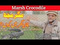 Why crocodiles are kept in zoos  mash crocodile an endangered species  magar mach ka taruf