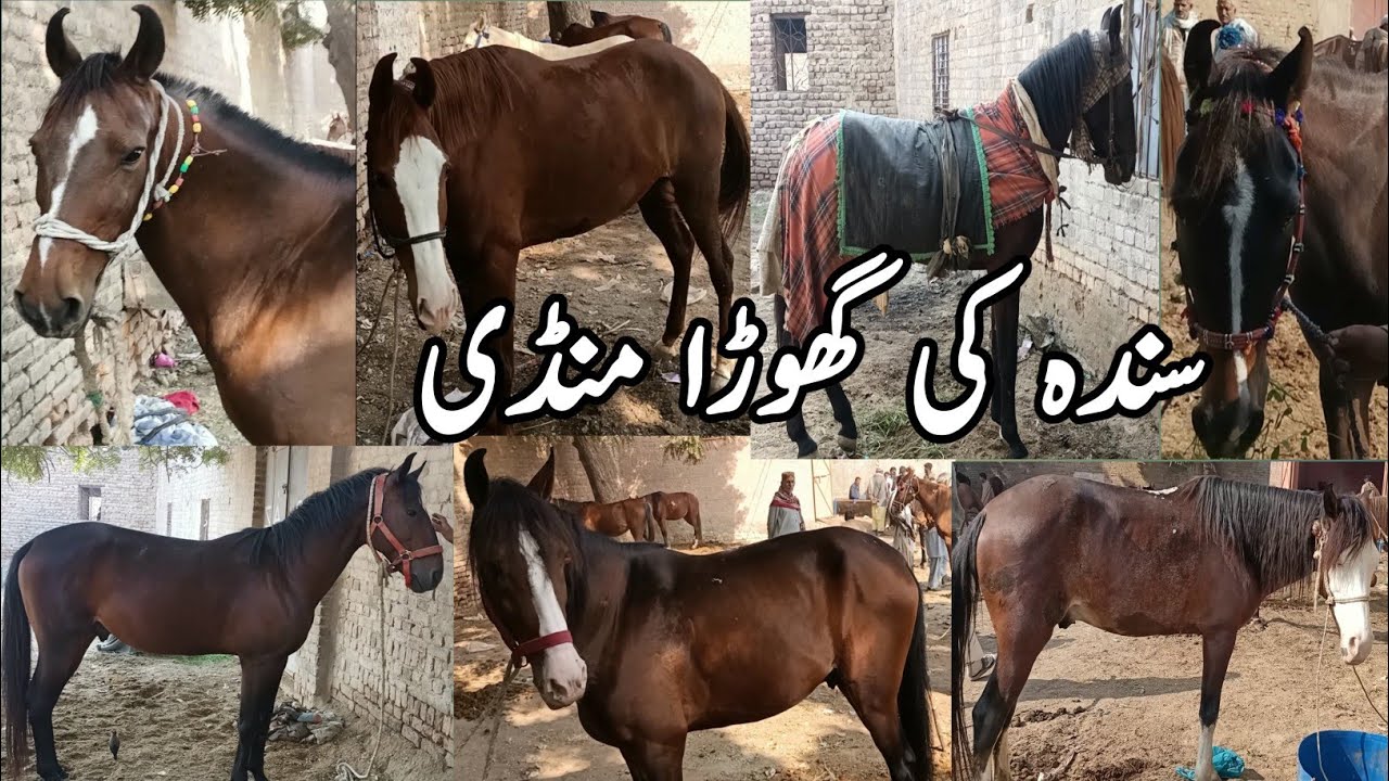 Horse mandi Sindh