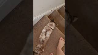 Cat races down the stairs for her breakfast