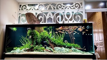 Vẻ đẹp của một hệ sinh thái cá Cầu Vồng