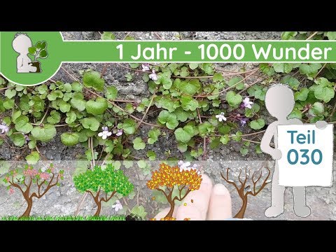 1 Jahr - 1000 Wunder - Teil 030 (17.04.2019) - Wildpflanzen & Bäume Bestimmen "Stadt-Ritzen & Fugen"