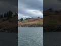 Harbor Seals in San Juan Islands