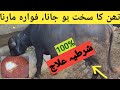 Desi treatment of hard thaan cow  buffalo  thano ki bimari ka desi elaj