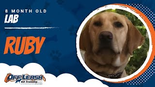 8 M/O Lab, RUBY | Labrador retriever Dog Training | Off Leash K9