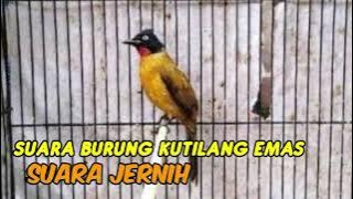 Suara Pikat burung kutilang emas paling cocok untuk burung kutilang emas yang susah turun