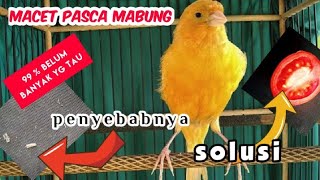 CARA MENGATASI KENARI MACET BUNYI SETELAH MABUNG KENALI PENYEBAB JADI TEPAT SOLUSINYA
