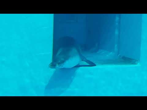 A swiming Hawaiian monk seal