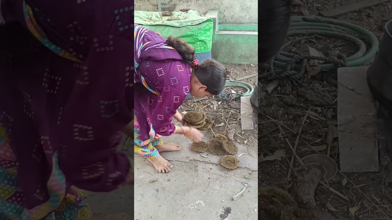 దేశి ఆవు పేడ పిడకలో పురుగులు కోళ్లు పడితే మంచిది /పిడకల కచ్చి #natukollu #yt #cow #ytshorts