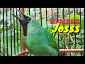 Cucak Ijo Gacor Bongkar Isian Ngentrok Pancing Cak Ijo Lain Biar Emosi Mp3 - Mp4 Download