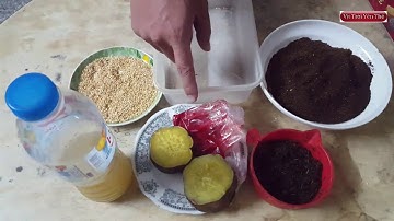 hướng dẫn làm mồi  câu cá trê, cá nheo hiệu quả cao