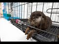 Otters and the exotic pet trade  documentary  world animal protection