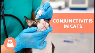 How to TREAT CONJUNTIVITIS in CATS at HOME  Eye Cleaning Remedies