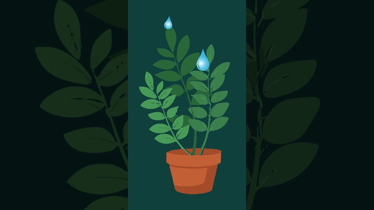 4 Inexpensive Ways to Add Humidity to Your Home