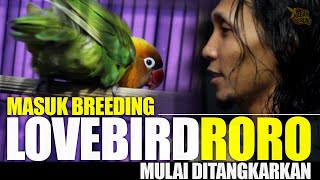 LEGENDARIS LOVEBIRD #1 : Lovebird RORO masuk kandang breeding untuk ditangkarkan