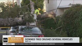 LADWP crews on scene cutting up downed tree in West L.A.