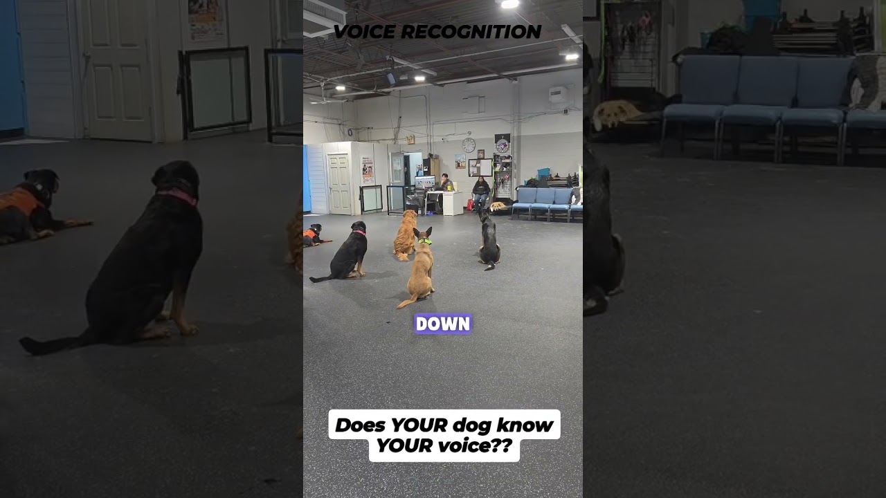 Does YOUR dog know YOUR voice?  voice recognition #balanceddogtrainer #dogtraining #dogcoach