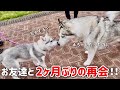 【2ヶ月ぶりの再会?!】お友達に成長した姿を披露する赤ちゃんハスキー